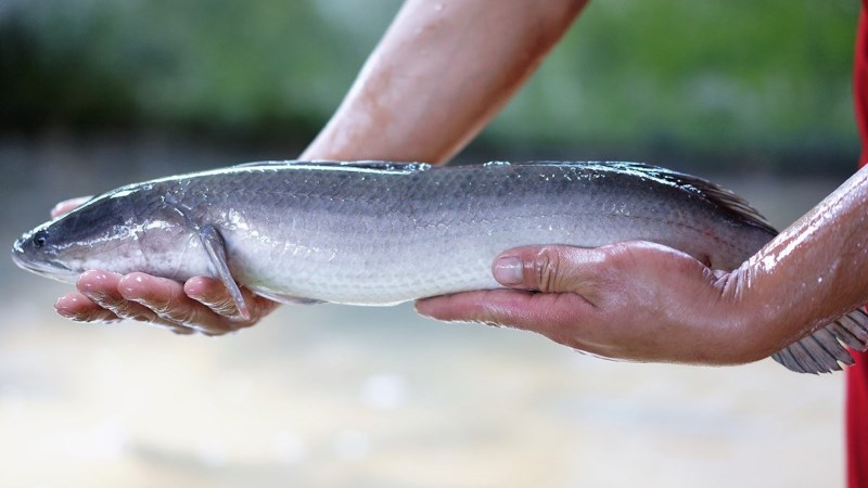 Cá lóc là gì? Cá lóc chứa bao nhiêu calo và ăn cá lóc có tác dụng gì?