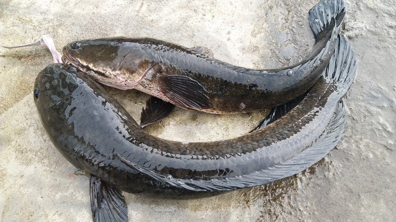 Cá lóc là gì? Cá lóc chứa bao nhiêu calo và ăn cá lóc có tác dụng gì?