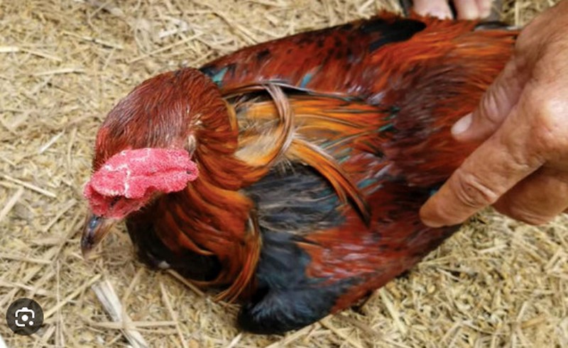 Cách trị gà chọi bị táo bón và cách chăm sóc chúng hiệu quả - Thế Giới Đá Gà