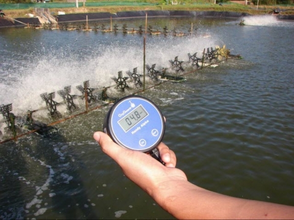 Hóa học nước và quản lý ao nuôi – So sánh nước lợ và nước biển