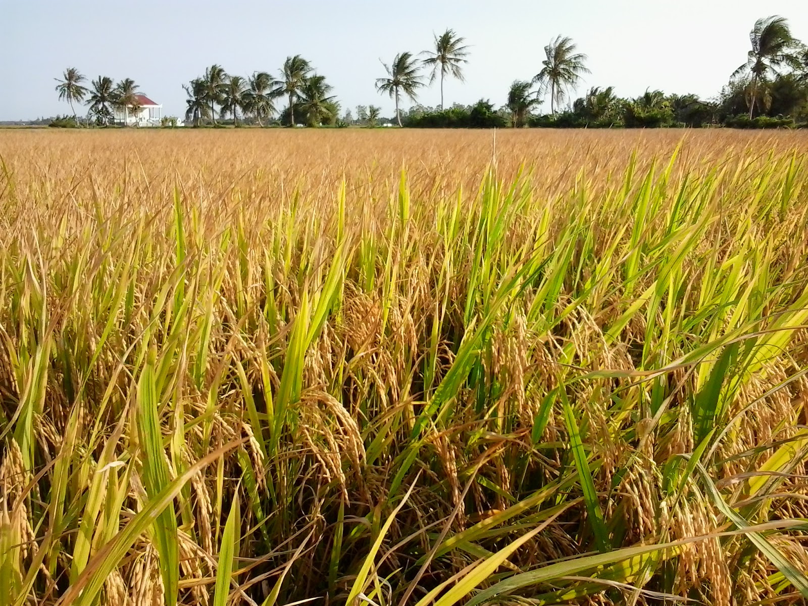 Mơ thấy gặt lúa đánh con gì để mau trúng lô?