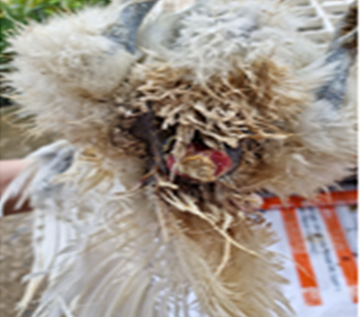 Gà sưng hậu môn