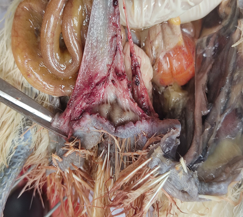 Hậu môn viêm xuất huyết