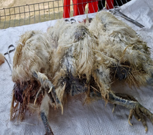 Bệnh viêm túi hậu môn trên gà