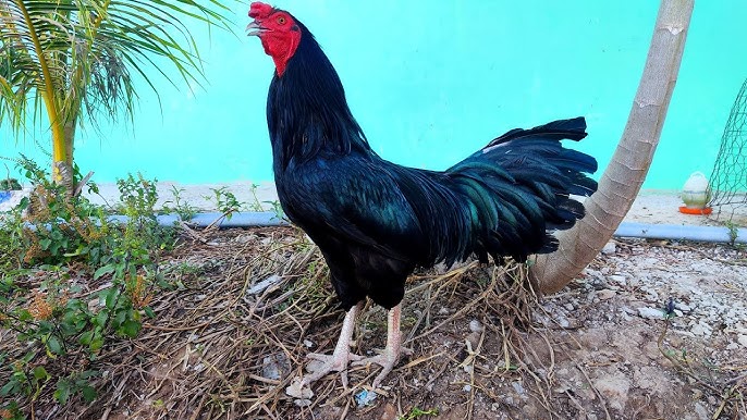 Gà Ô Chân Trắng là gì? - Giải Mã Sức Hút Giống Gà Vương Giả