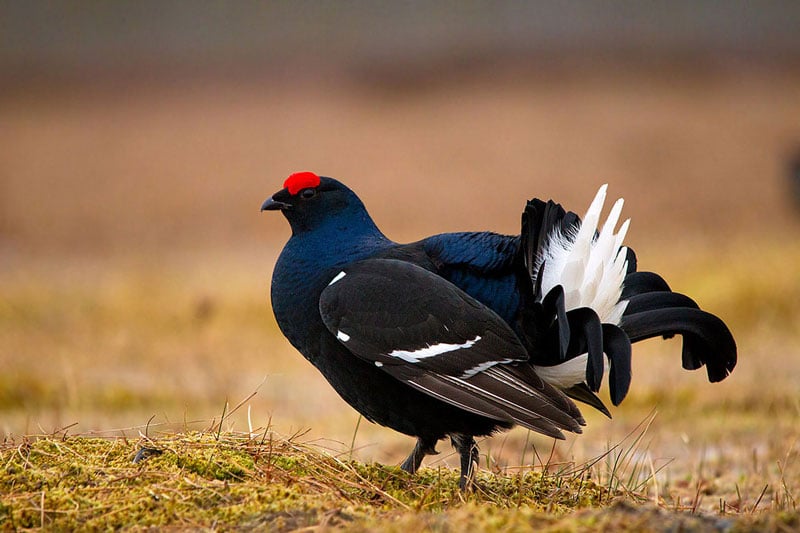 Gà gô sở hữu bộ lông quyến rũ